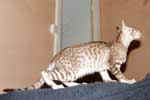 Oriental chocolat silver tabby, Nil du Val de Cisse]