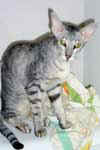 [Oriental black silver mackerel tabby, Victoria de Castel Meillant]